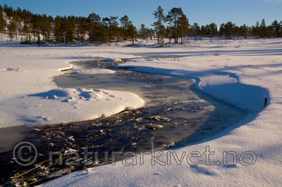 BB 05 0006 / Pinus sylvestris / Furu